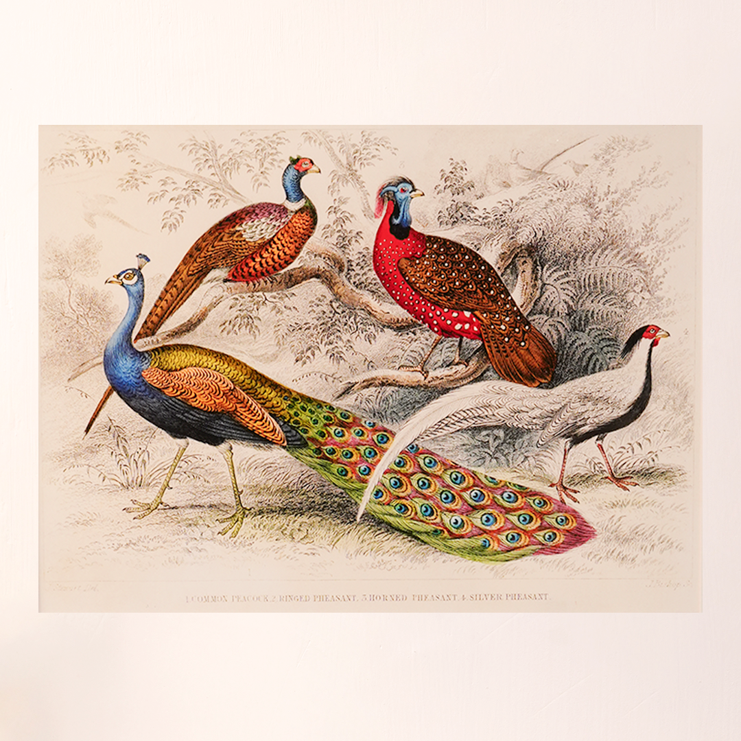 Vintage Peacock &amp; Pheasants